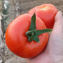 Pink Peach Fruit Tomato Seeds, 0.5g