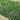 Irish Moss, 20 Seeds