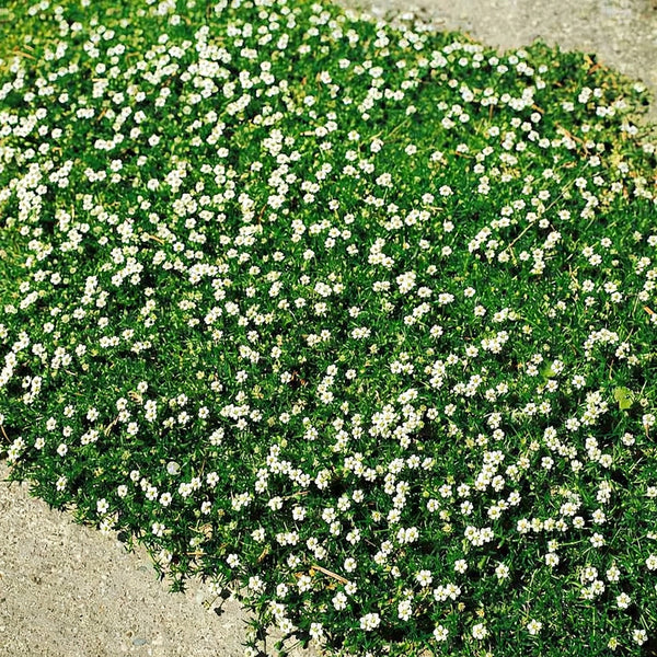 Irish Moss, 20 Seeds