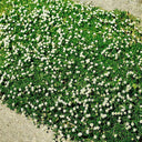 Irish Moss, 20 Seeds