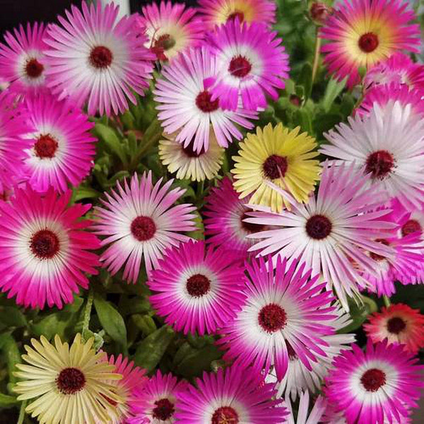 Trailing Ice Plant (Lampranthus spectabilis) Seeds, 200 Seeds