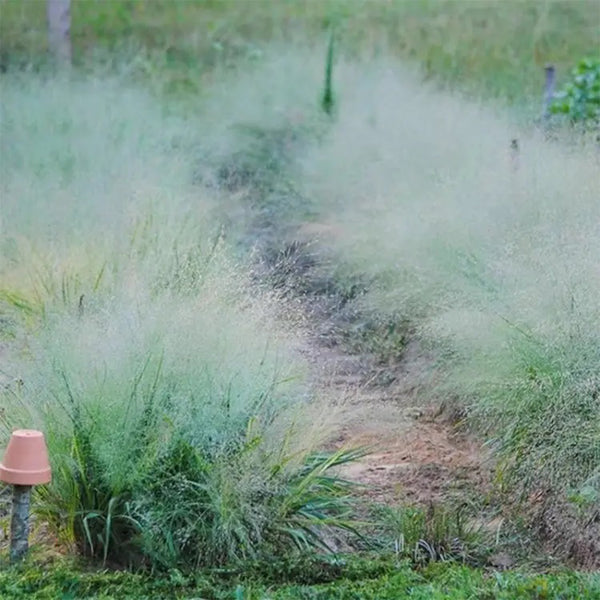 Cloud Grass Seeds, 1000 Seeds