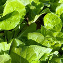 Jinmei 898 Pak Choi Seeds, 10g