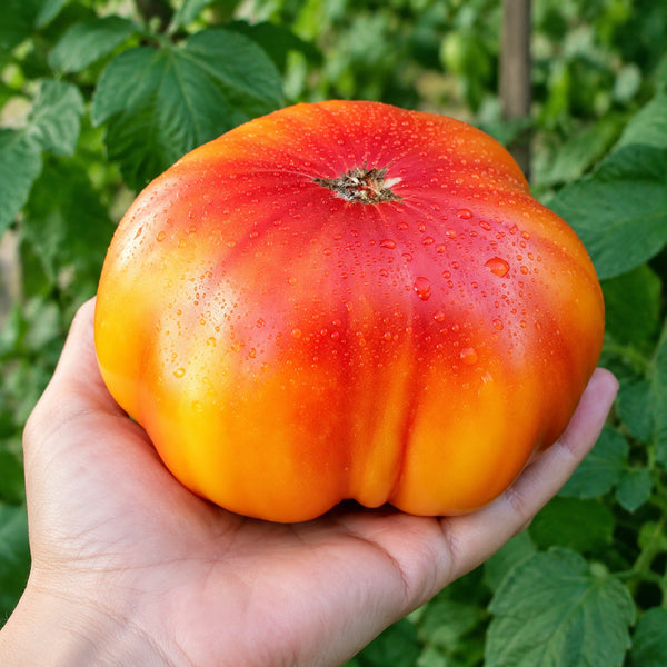 1130 My Sunshine Tomato, 5 Seeds