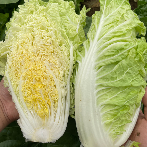 'Jiaoyan Guifei' Baby Cabbage Seeds, 10g