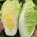'Jiaoyan Guifei' Baby Cabbage Seeds, 10g