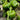 Square Green Pepper Seeds, 30 Seeds