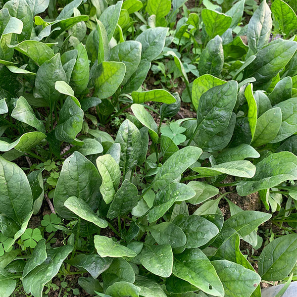 Jiannan 668 Spinach Seeds, 300g