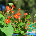 Hezhichun Cardinal Climber Seeds, 1g