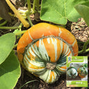 Hezhichun Turk's Turban Pumpkin, 10 Seeds