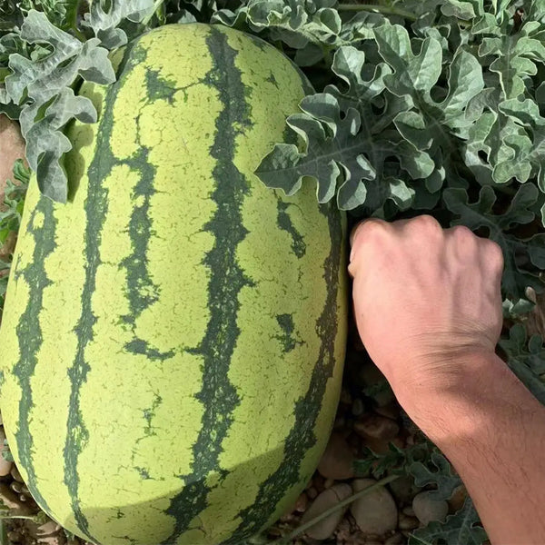 Xiashi No.5 Watermelon Seeds, 400 Seeds