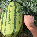 Xiashi No.5 Watermelon Seeds, 400 Seeds