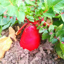 'Qishan Laobukang No.2' Water Radish Seeds, 20g
