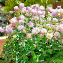 Aquilegia vulgaris 'Crown' Seeds, 1g