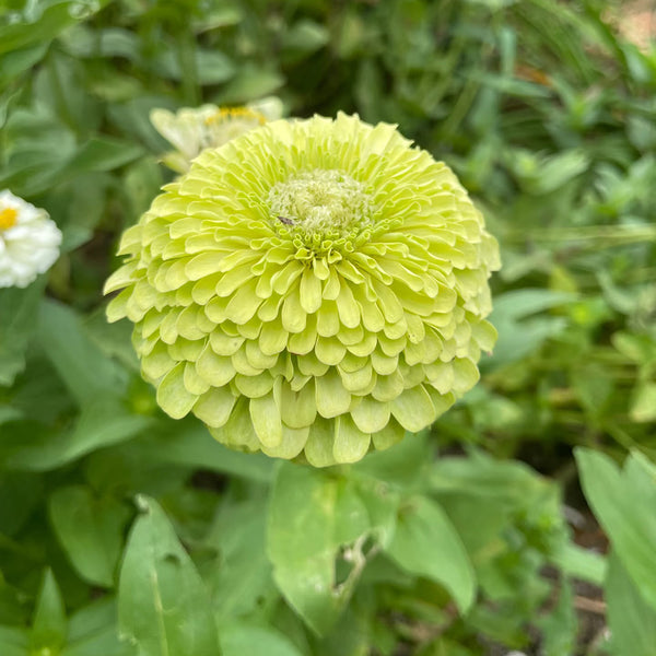 Green Envy Zinnia Seeds, 100 Seeds