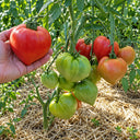 488 Yaponka Tomato, 5 Seeds