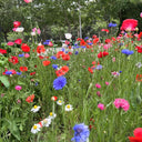 Wildflower Mix, 1000 Seeds