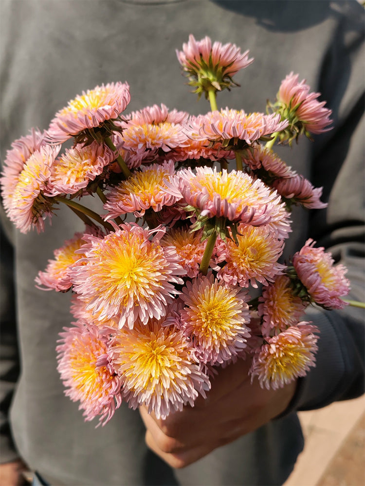 Pink Dandelion