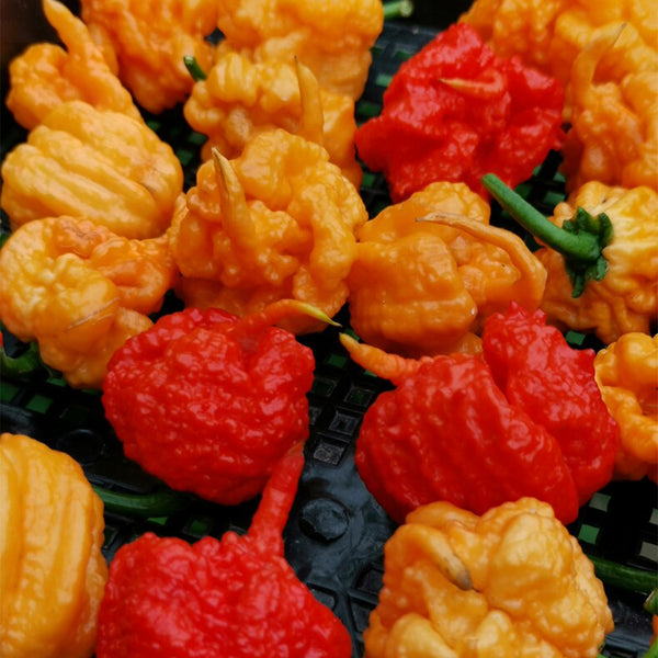 U2224 Orange-Yellow Carolina Reaper, 5 Seeds