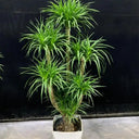 Canary Islands Dragon Tree Seeds (Dracaena draco), Pack of 5
