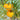 Golden Mango Tomato, 10 Seeds