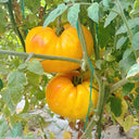 Golden Mango Tomato, 10 Seeds