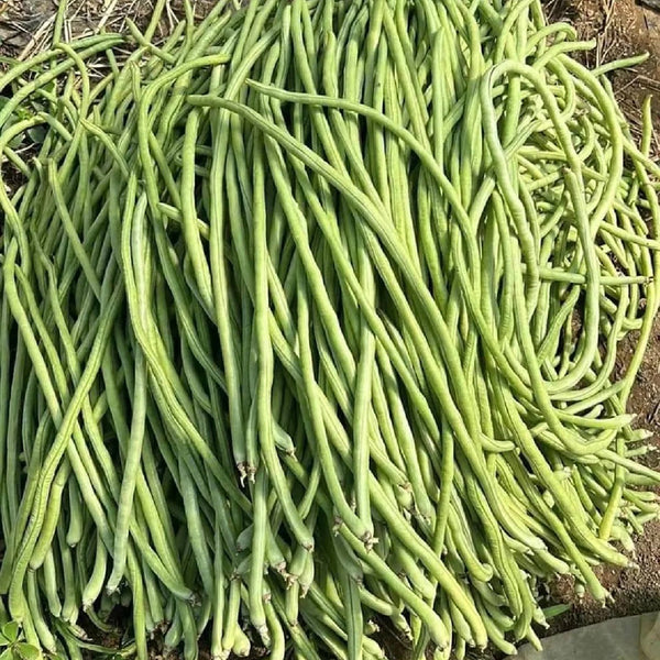 Jiemei Xiabao No. 2 Cowpea Seeds, 20g