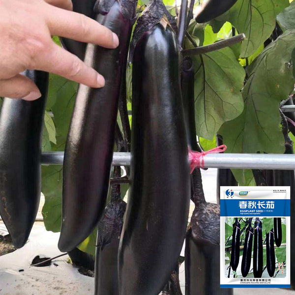 Spring-Autumn Long Eggplant Seeds, 0.5g