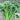 Haiwang Songqing Broccoli, 50 Seeds