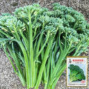 Haiwang Songqing Broccoli, 50 Seeds