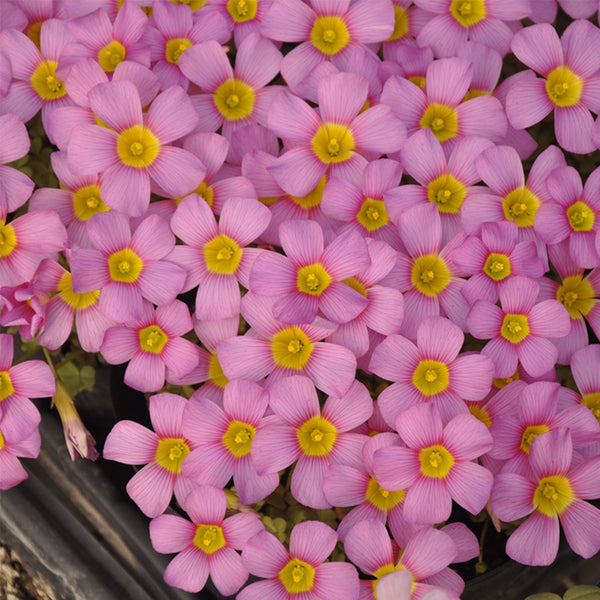Oxalis obtusa Series Bulb - 'Deep Lilac', 10 Bulbs