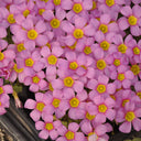 Oxalis obtusa Series Bulb - 'Deep Lilac', 10 Bulbs