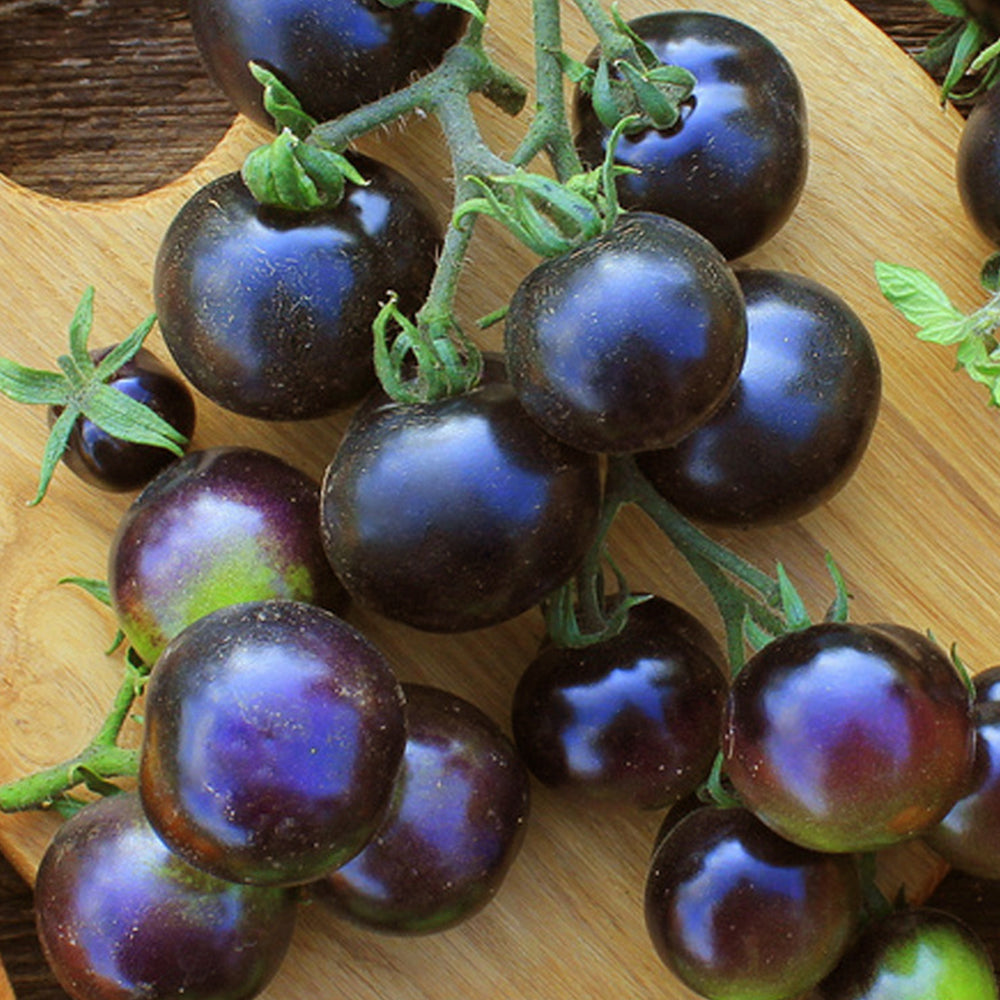 'Black Pearl' Black Tomato Seeds