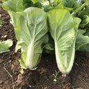 'Jiemei' Fast-growing Bok Choy Seeds, 10g