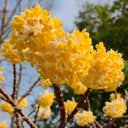 Oriental Paperbush, 100 Seeds
