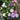 Hezhichun Mixed Color China Aster Seeds, 1g