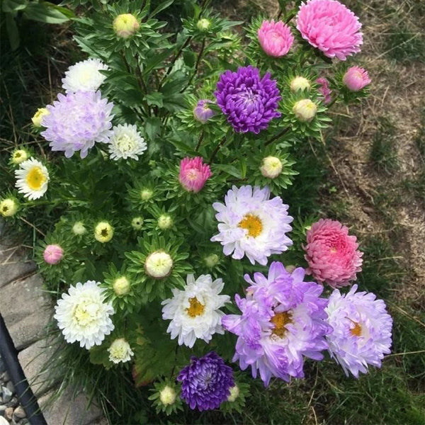 Hezhichun Mixed Color China Aster Seeds, 1g