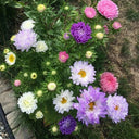 Hezhichun Mixed Color China Aster Seeds, 1g