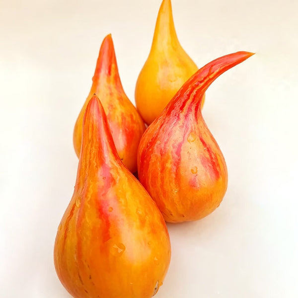 1095 Light of Baltic Tomato, 5 Seeds