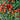 Dwarf Trailing Cherry Tomato 'Tumbling Tom Red', 20-30 Seeds