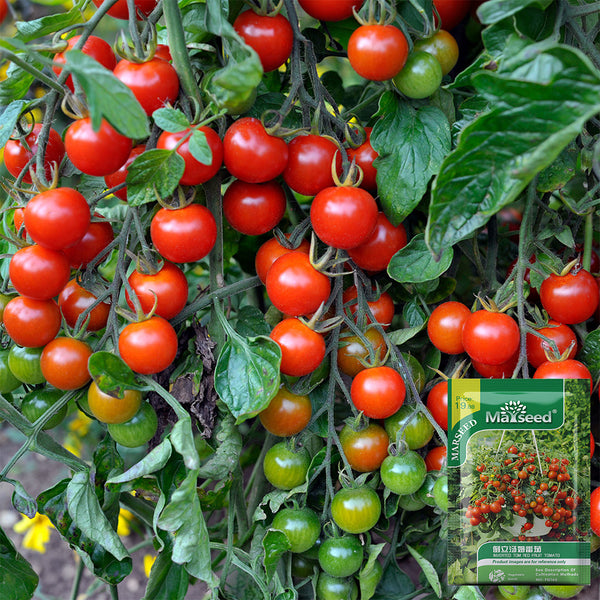 Dwarf Trailing Cherry Tomato 'Tumbling Tom Red', 20-30 Seeds