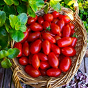 968 Red Date Tomato, 5 Seeds