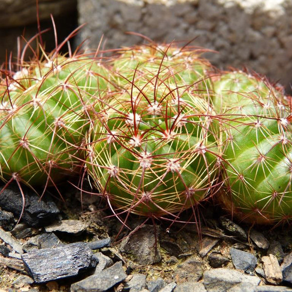 Parodia ottonis, 3-4cm