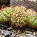 Parodia ottonis, 3-4cm
