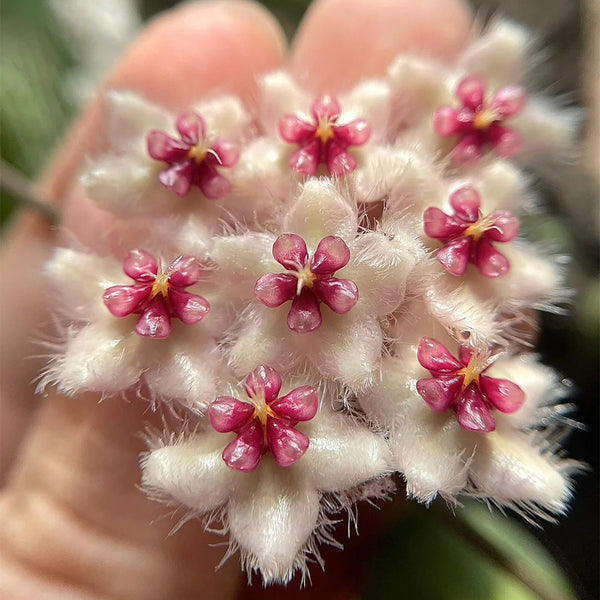 Hoya caudata 'Big Green Leaf', 1 Cutting