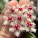 Hoya caudata 'Big Green Leaf', 1 Cutting
