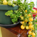 337 Sinichka Tomato, 5 Seeds
