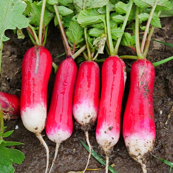 Thumb-sized Fruit Radish Seeds, 5g