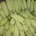 Jiemei 15 Bitter Gourd, 10 Seeds