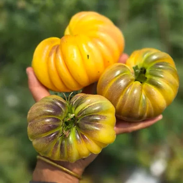 679 Moon Charm Tomato, 5 Seeds